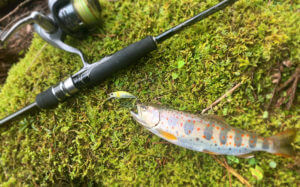 渓流釣りでアマゴを狙う！自給自足キャンプ体験レポート